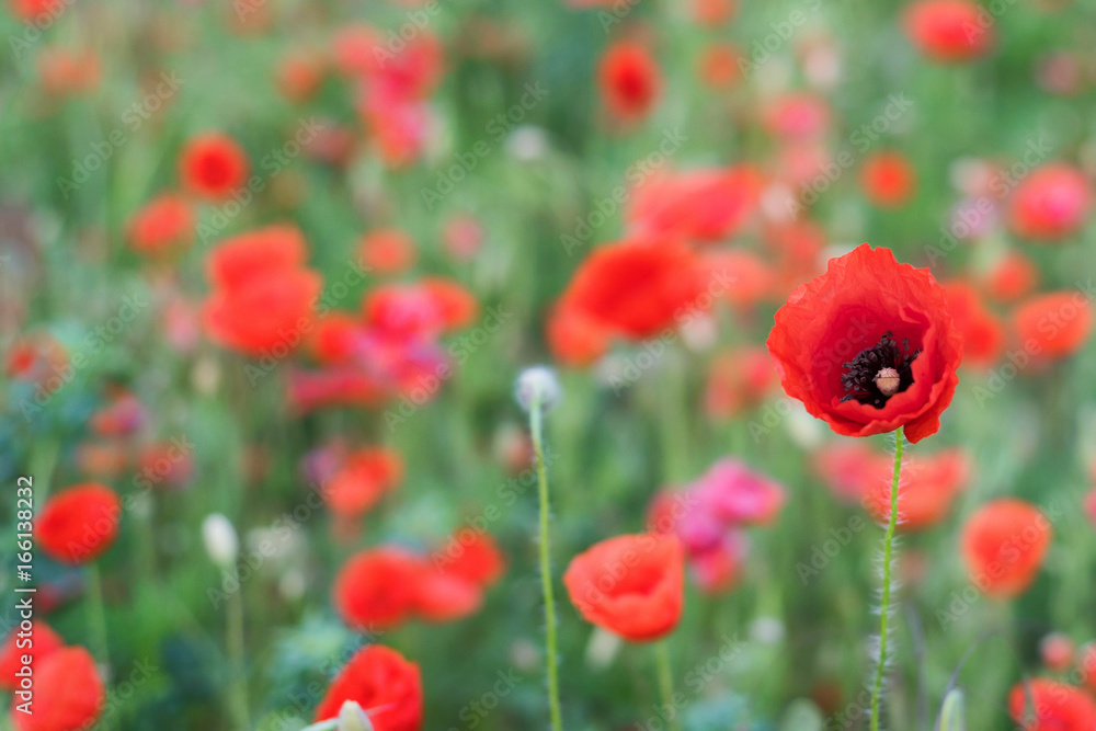 Fototapeta premium Spring field with wild poppies