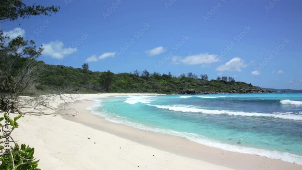 died tree on sandy beach at Seychelles died tree on sandy beach at Seychelles
