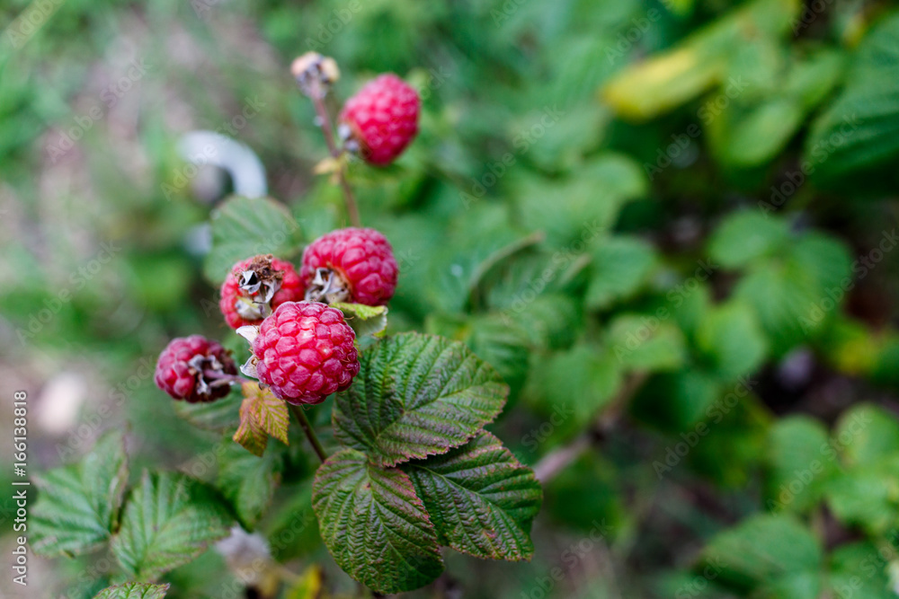 Red raspberries grow in a green bush