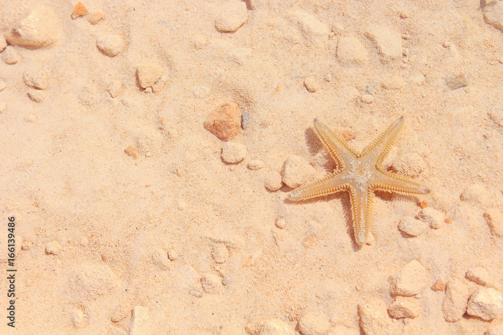 Starfish on the Beach / Starfish on the Beach with Sand in the background Starfish on the Beach / Starfish on the Beach with Sand in the background