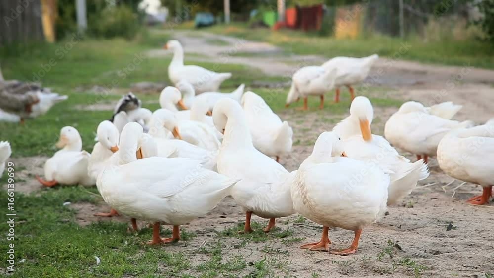 White farm ducks by the countryside road White farm ducks by the countryside road