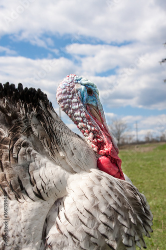 turkey male or gobbler closeup on the blue sky background photo