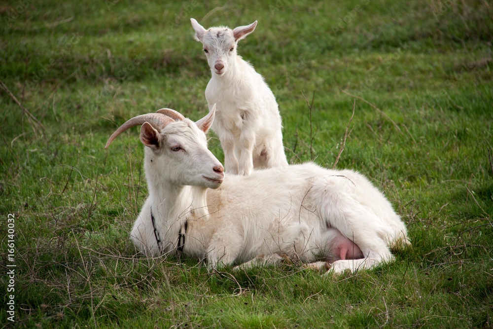 Obraz premium goat with the kid lie on green grass