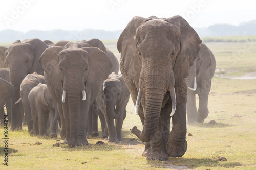 Herd of Elephants at Amboseli National Park, formerly Maasai Amboseli Game Reserve, is in Kajiado District, Rift Valley Province in Kenya. The ecosystem that spreads across the Kenya-Tanzania border. photo