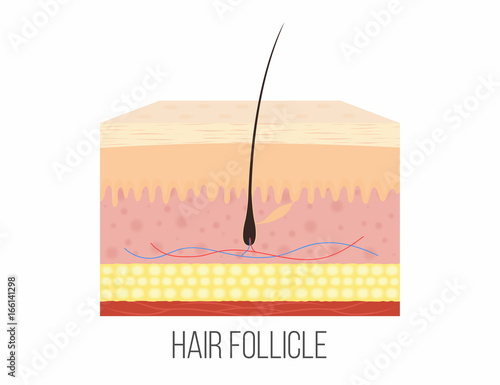 Hair follicle. Human skin layers with hair follicle inside