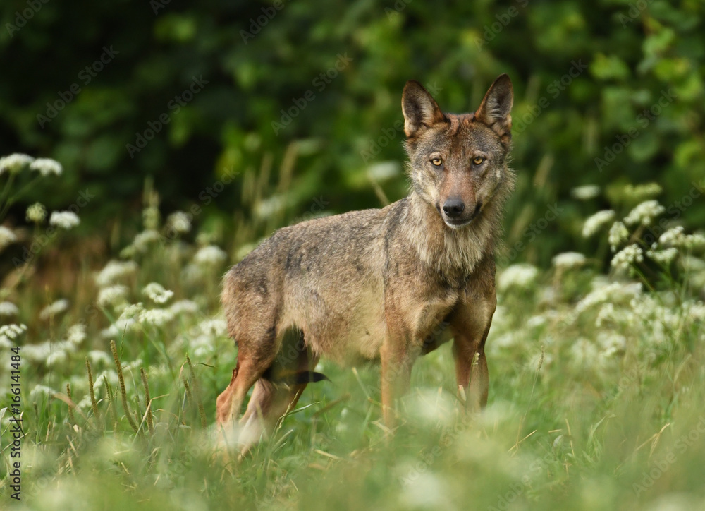 Grey wolf (Canis lups) Grey wolf (Canis lups)