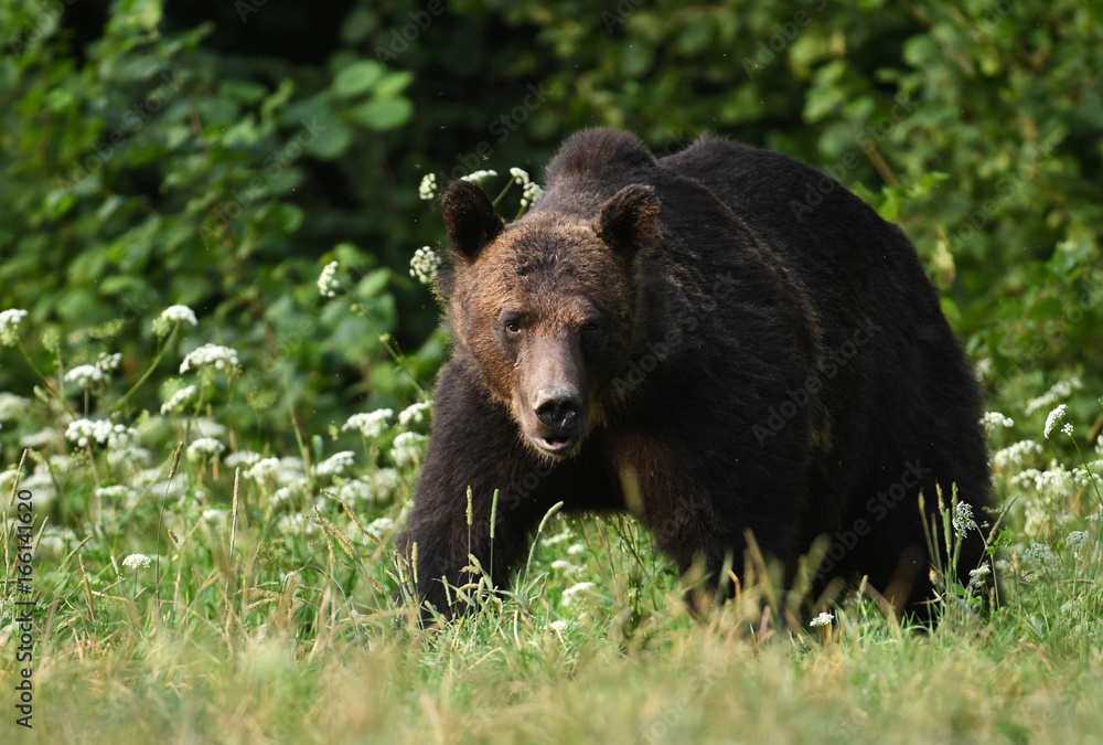 Wild brown bear (Ursus arctos) Wild brown bear (Ursus arctos)