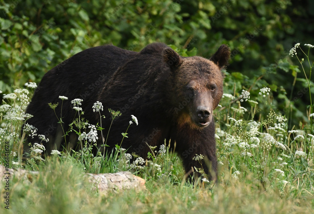 Wild brown bear (Ursus arctos)