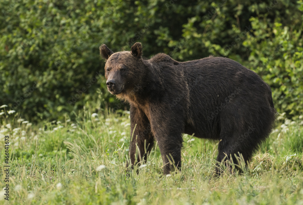 Wild brown bear (Ursus arctos)