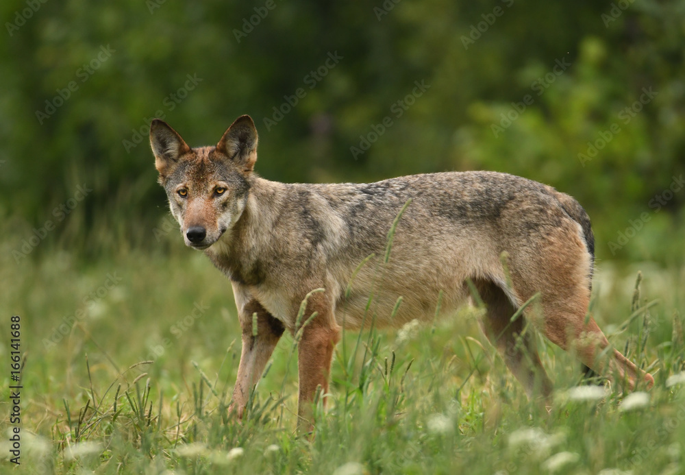 Grey wolf (Canis lups) Grey wolf (Canis lups)