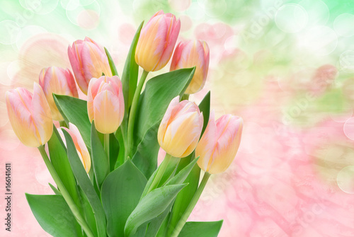 Wallpaper Mural tulip flowers Torontodigital.ca