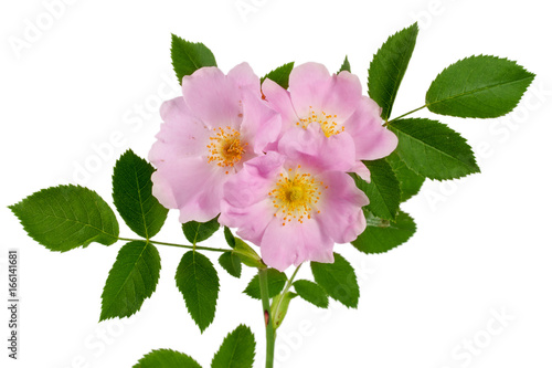 Rosehip flowers with leaf isolated on white background