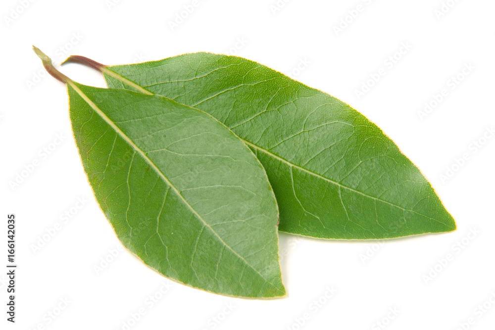 Fototapeta premium Fresh laurel leaf isolated on white background