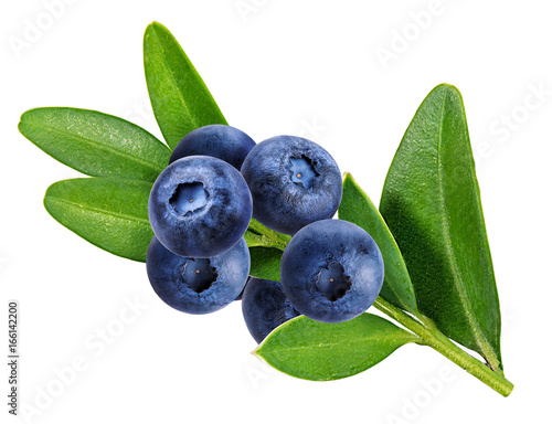 Fototapeta bilberry, blueberries isolated on white