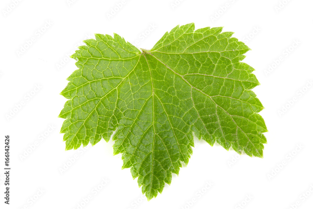 Red currant leaf Isolated on white background Red currant leaf Isolated on white background