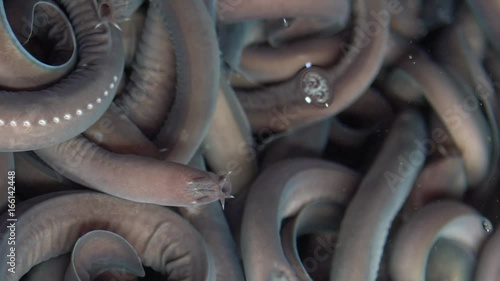 Slow motion a lot of live eels, Inshore hagfish swiming inside a small fishbowl in a restaurant at Jagalchi Fish Market Busan, South Korea. Kkomjangeo are considered delicious dish-Dan photo