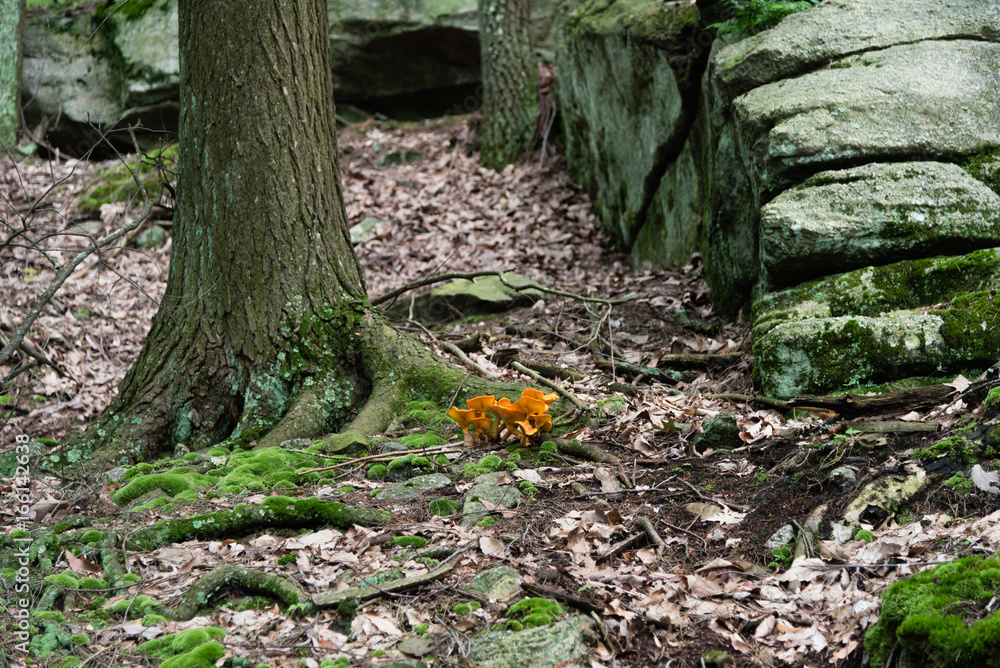 Obraz premium Jack-o'lantern mushroom in the forest