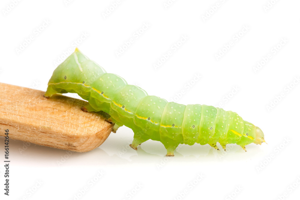 Green caterpillar on stick isolated on white background