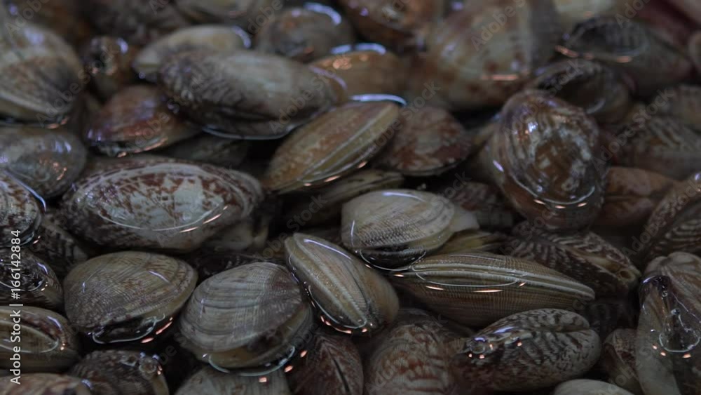 Slow motion South Korean Seller Sell Clams In The Jagalchi Fish Market. Vendors and Asian People In The Seafood Market Sell And Buy Fresh Food In the street in Busan, South Korea-Dan Slow motion South Korean Seller Sell Clams In The Jagalchi Fish Market. Vendors and Asian People In The Seafood Market Sell And Buy Fresh Food In the street in Busan, South Korea-Dan