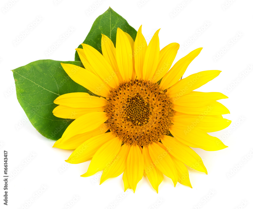 sunflower with leaves isolated on white background close-up sunflower with leaves isolated on white background close-up
