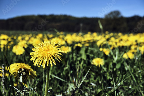 Blooming, yellow dandelions on a meadow in Germany.