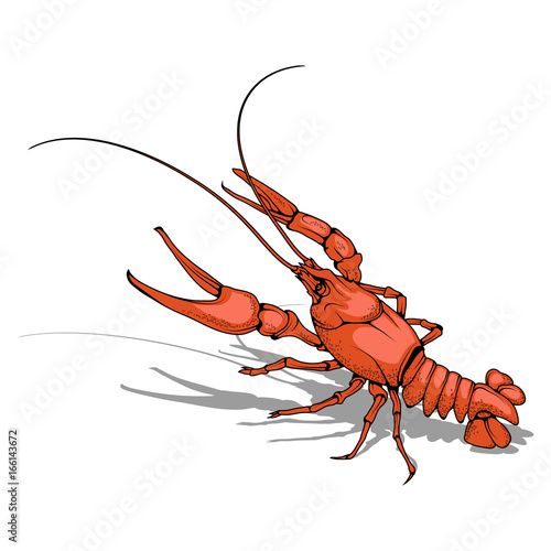 Vector image of  crayfish. Isolated on white background. Ocean Delicacies collection