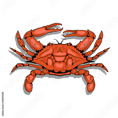 Vector image of an Atlantic crab. Isolated on white background. Ocean Delicacies collection