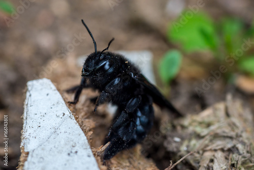 Obraz na plátne Black Huge violet carpenter bee after winter in wood scobs