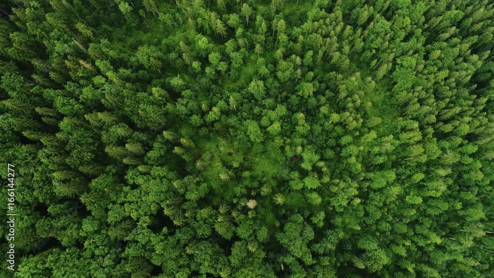 Aerial 4K: Pattern Forest (High View) Aerial 4K: Pattern Forest (High View)