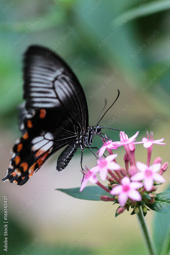 ,Vlindertuin De Passiflorahoeve