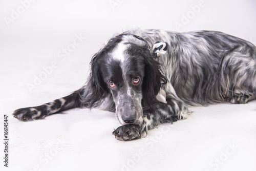 Guilty expression of an english setter