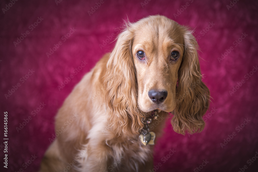 Adorable beige brown cocker spaniel on pink background