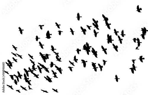  flock of birds black birds flying against a white sky in the distance isolated