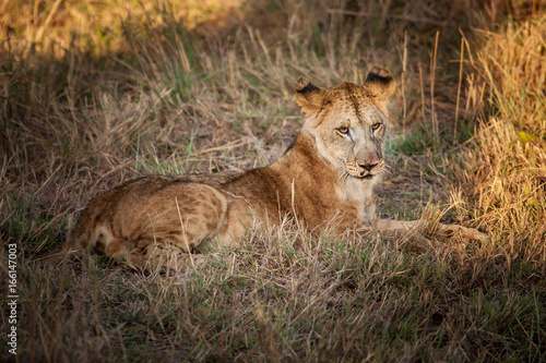 Kenya. Africa. Young lion lying on the grass.