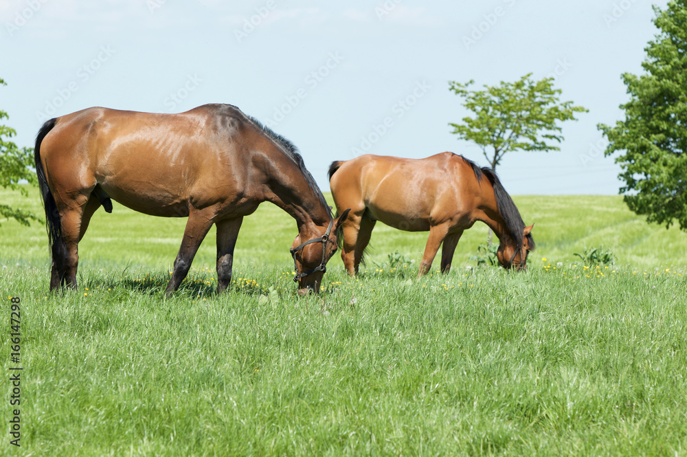 TwoBrownHorses TwoBrownHorses