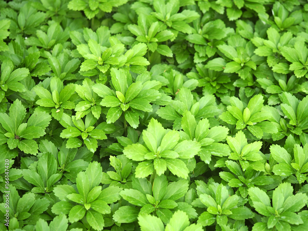Pahizandra apical green carpet from leaves. Close-up of pachysandra terminalis, green nature background, texture Japanese pachysandra Pahizandra apical green carpet from leaves. Close-up of pachysandra terminalis, green nature background, texture Japanese pachysandra