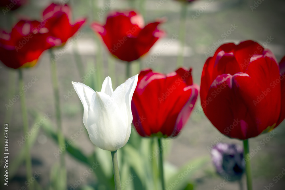 Obraz premium Beautiful view of red tulips in the garden. One white tulip among the red tulips. concept - individuality and loneliness