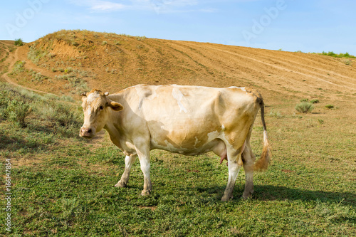 Wallpaper Mural Brown cow grazing on meadow in mountains cattle on a mountain pasture summer sunny day. Beautiful vivid sky. Ready layout for advertising Torontodigital.ca