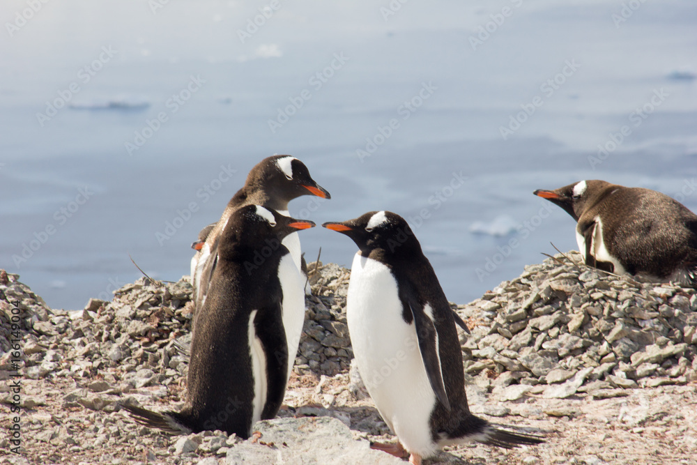 Naklejka premium Penguins in Antartica