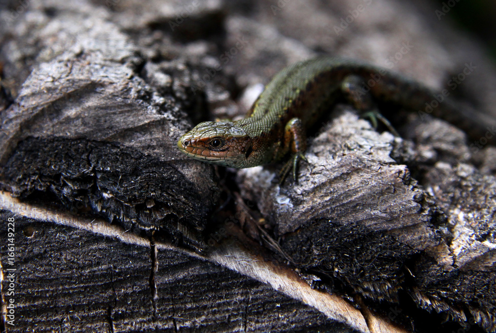 Obraz premium Small lizard on a tree
