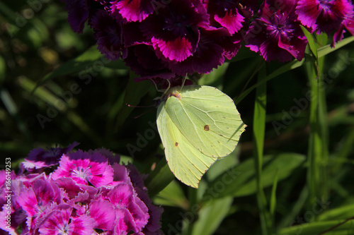 A yellow butterfly sits on a bright pink flower. Summer sunny day