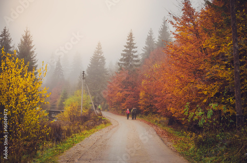 Road through a golden foggy forest