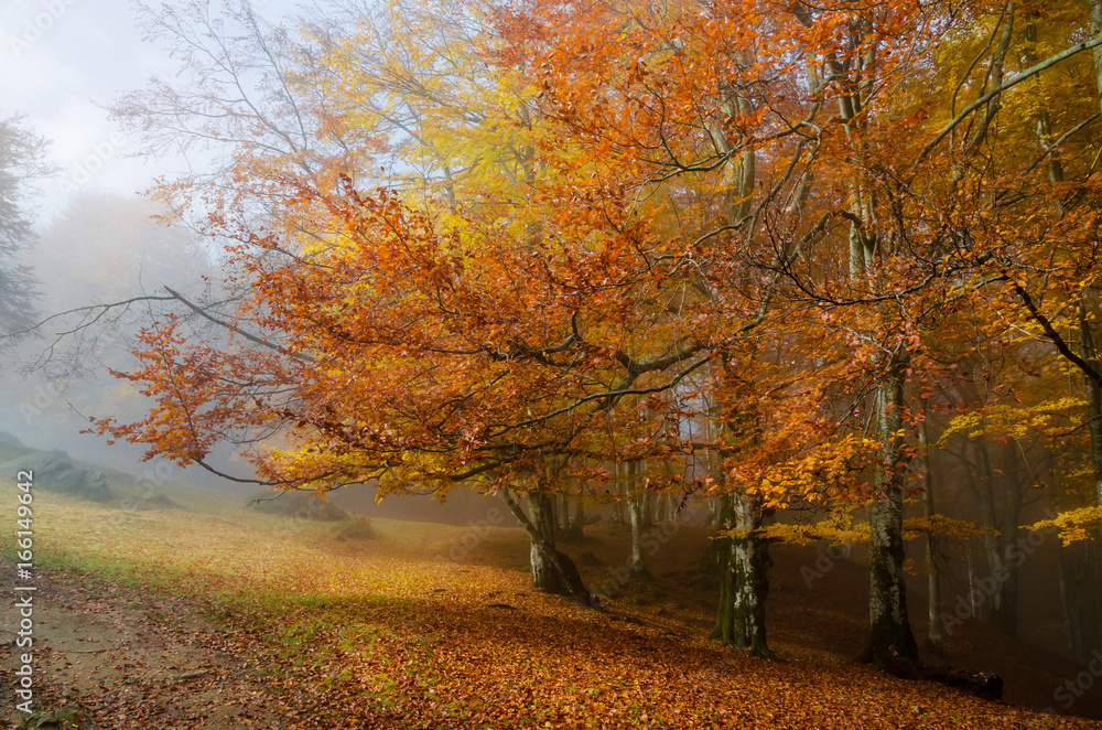 Fototapeta premium Golden forest with fog and warm light