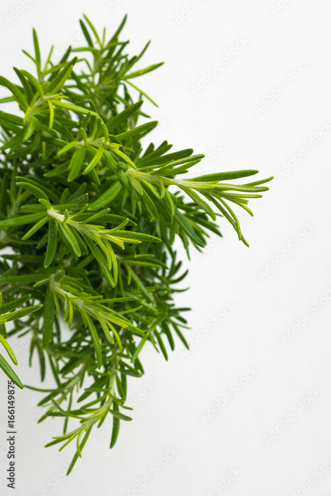 Fresh thyme herb. Fresh organic flavoring thyme plants growing. Fresh thyme herb. Fresh organic flavoring thyme plants growing.