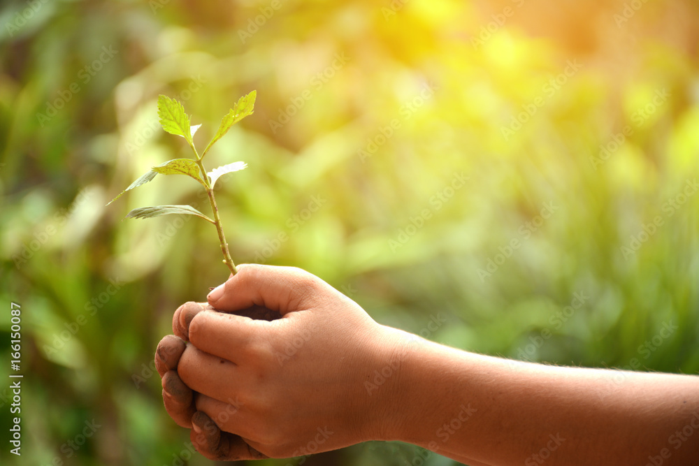 Love world concept , Tree in boy hands,Blurred nature background Love world concept , Tree in boy hands,Blurred nature background