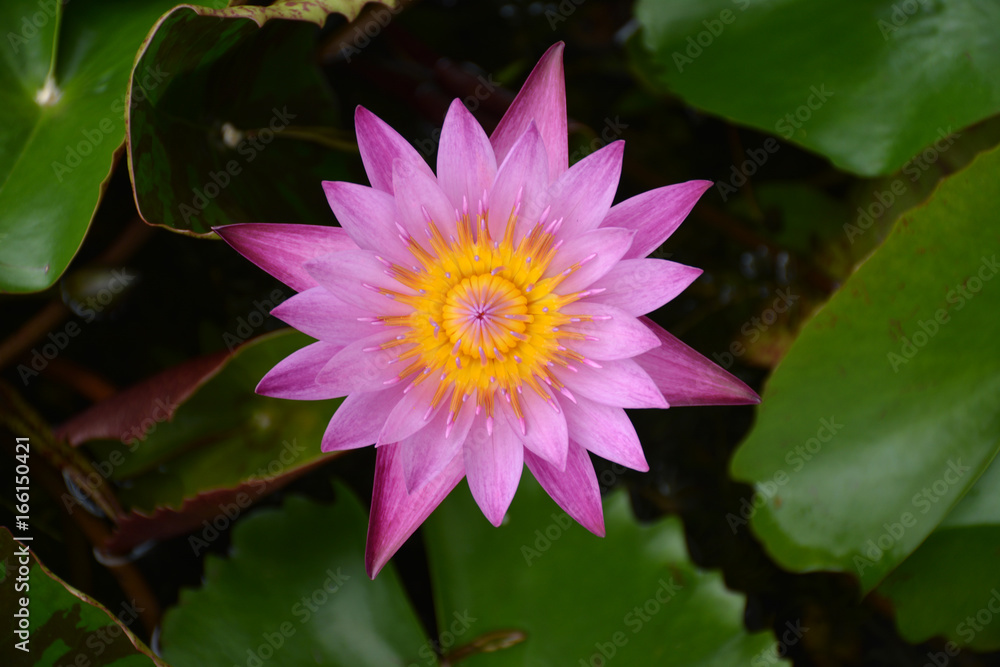 Beautiful lotus leaf near the pond, pure natural background, red lotus, lotus flower on the water surface and dark green watery leaves. Beautiful lotus leaf near the pond, pure natural background, red lotus, lotus flower on the water surface and dark green watery leaves.
