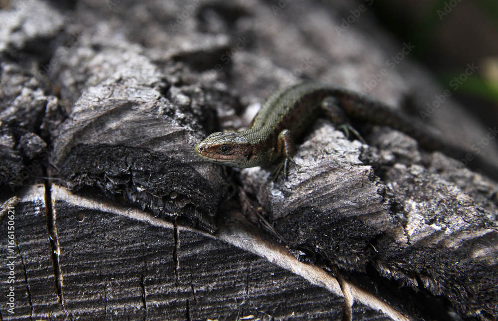 Little lizard looks at you Little lizard looks at you