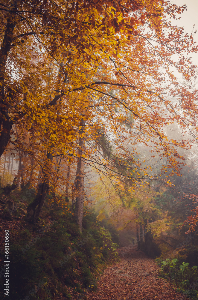 Fototapeta premium Road through a golden foggy forest