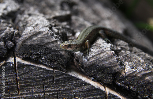 Little lizard looks at you