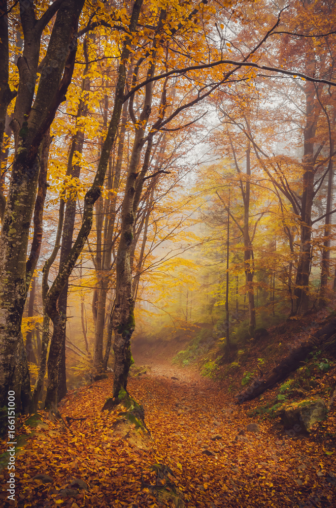 Road through a golden foggy forest